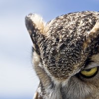Great Horned Owl Sullen