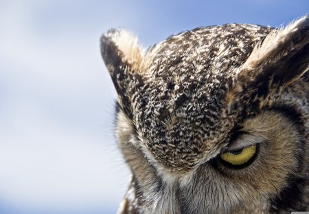 Great Horned Owl Sullen - owl, horned, bird, great, sullen