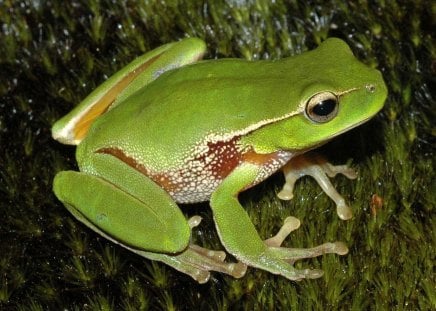 GREEN FROGGY - amphibian, green, wildlife, frog