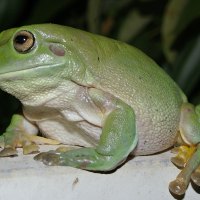 WHITES TREE FROG