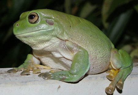 WHITES TREE FROG - green, tree frog, amphibian, frog, wildlife