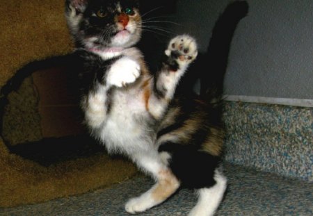 Cat playing martial arts - fun, play, martial arts, cats, prepared to play