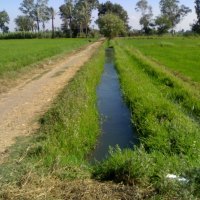 Rice fields