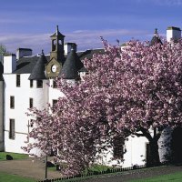 Beautiful Scottish Castle & Flowering Tree