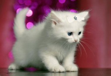 PRETTY GIRL - pretty, cat, pink, kitten