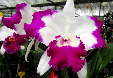 Orchid - orchid, beautiful, pretty, colorful