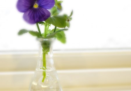 Lonely pansy♥ - lonely, forever, beautiful, entertainment, love, purple, green, pansy, floral