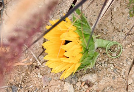 Sunny beautyâ™¥ - sunflower, fresh, wonderful, lovely, nature, yellow, pretty, lonely, beautiful, sweet, single, flowers