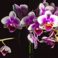 Lovely orchids