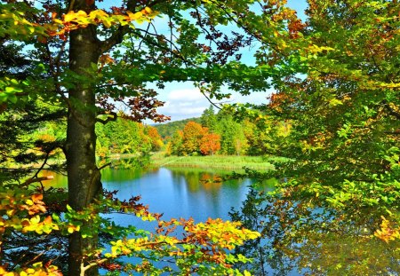 Between summer and autumn - lakeshore, autumn, trees, water, greenery, reflectios, clear, mirrored, foliage, crystal, calm, fall, river, green, branches, lake, summer, shore, serenity, nature, bank, leaves