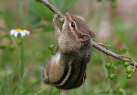 Chipmunk - jedzonko, kwiatek, chipmunk, galazka