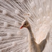 White peacock wallpaper