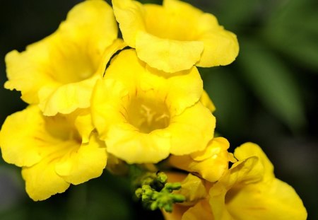 Anagyris Latifolia - flowers, latifolia, yellow, anagyris