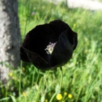 The Poppy of Midnight