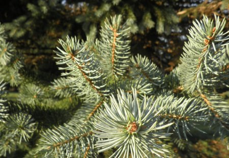 ~Barbara ~ Our Blue Spruce~ - spruce, tree, christmas, blue