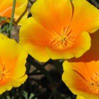 Golden Poppies