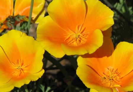 Golden Poppies - nature, gorgeous, full-blossom, yellow, photography, golden, flowers, poppies