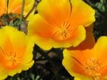 Golden Poppies