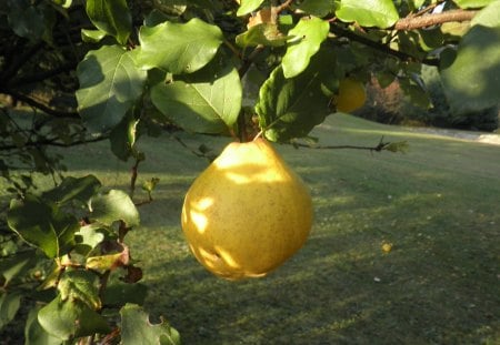 ~a ripe Quince~ - fruit, pear, quince, apple