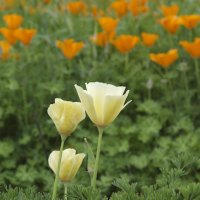 Poppy Meadow