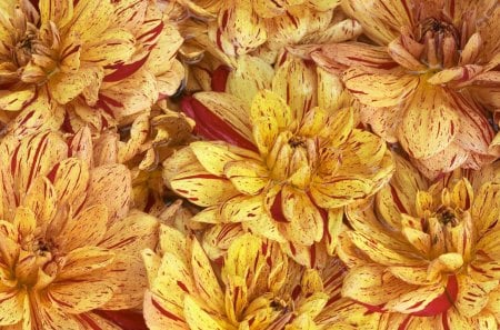 Chrysanthemums - flowers, chrysanthemums, plants, nature