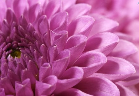 Sweet Petals - flower, petals, pink, chrysanthemum