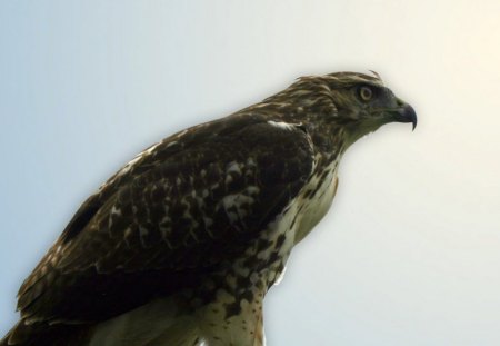 Bird Of Prey - bird, clouds, animal, sky