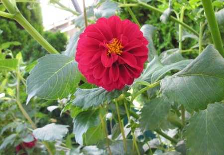 Red Dahlia at the garden - red, flowers, dahlia, photography, green