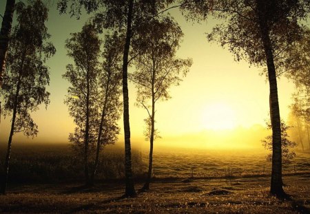 sunrise on a birch grove - trees, fields, mist, grove, sunrise