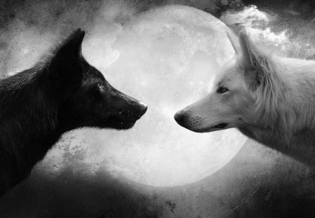 Wolf - moon, black, animal, wolf