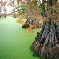 trees in the mangrove