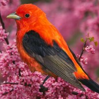 colorful bird in the tree