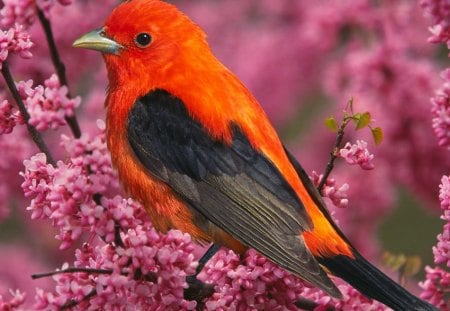 colorful bird in the tree - bird, colorful, tree, animals