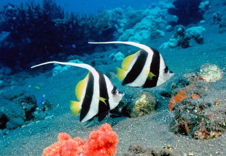 pair of fish - goldfish, couple, sea, underwater