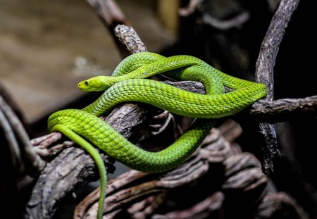 GREEN - branch, reptile, snake, green