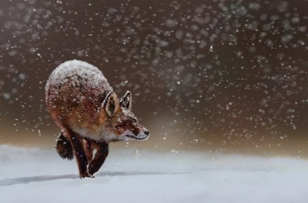 First snow - white, fox, snow, red, first