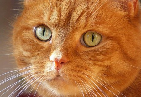 Mr.Jimmy - mister, cat, beautiful, eyes, jimmy, ginger