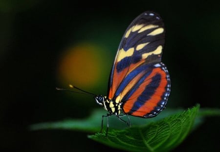 Papillon - butterfly, papillon, colors, beautiful