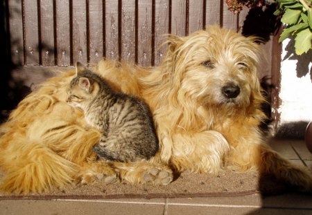 Together in the SunShineâ™¥ - friendship, together, animals, love, forever, garden, cats, dogs, friends, backyard, front porch, sunshine