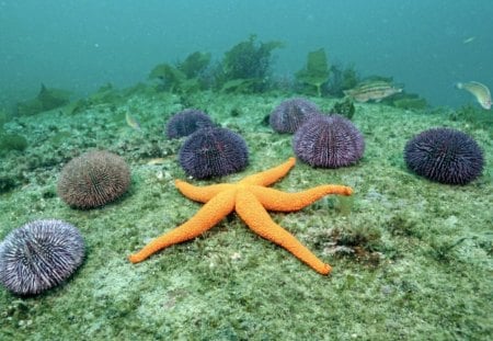 Under the sea - starfish, nature, hd, sea, ocean, wallpaper