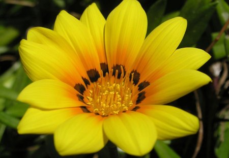 beauty yellow - pretty, flowers, yellow, nature