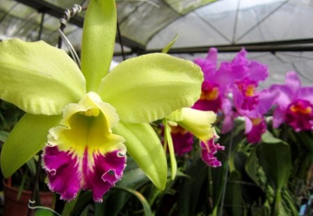 Orchid - orchid, beautiful, pretty, colorful