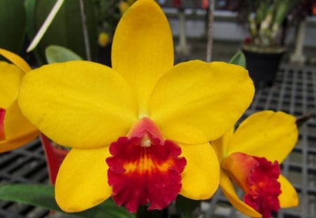 Orchid - orchid, beautiful, pretty, colorful