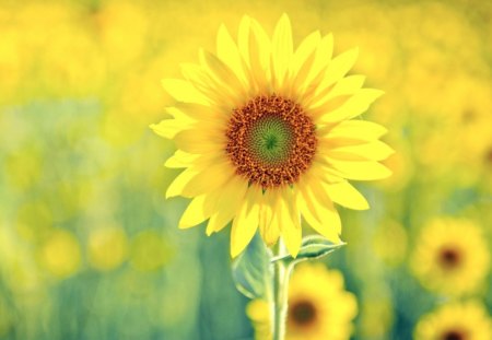 Yellow Sunflower - pretty, yellow, stem, flower, petals, daylight, nature, sunflower, field, bunch, day