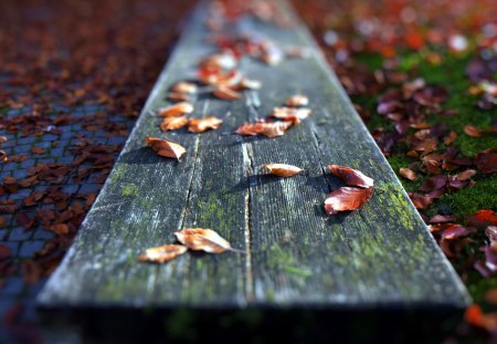 Nature Autumn - forest, climate, beautiful, nature, autumn