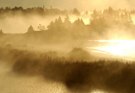 daybreak in nova scotia - daybreak, marsh, forest, fog