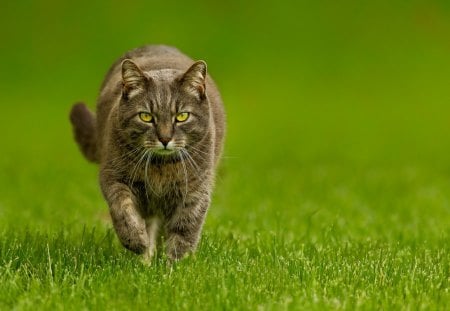 Feline steps - step, animal, kitten, grass, walk, cat