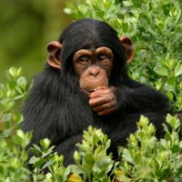 *** Chimpanzee ***