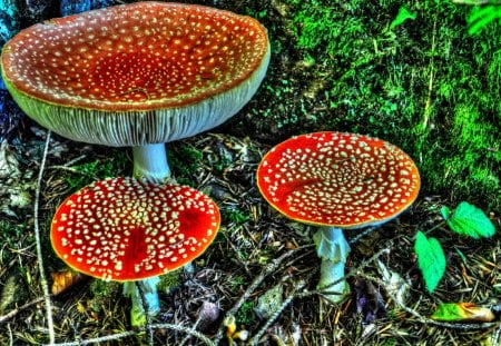 Fly Agarics - mushrooms, forest, painting, nature