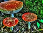 Fly Agarics